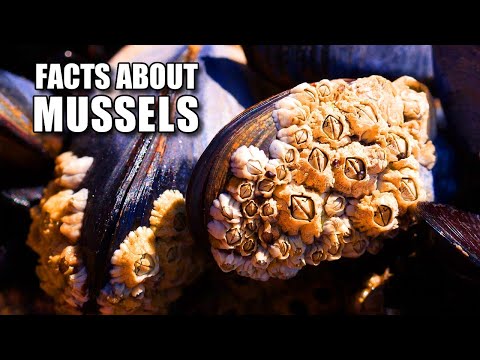 Marine Mussel Facts: the "True" Mussels 🦪 Animal Fact Files
