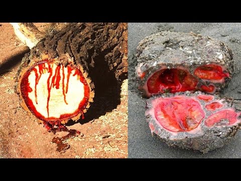 10 verfluchte Objekte - Die die Wissenschaft nicht erklären kann