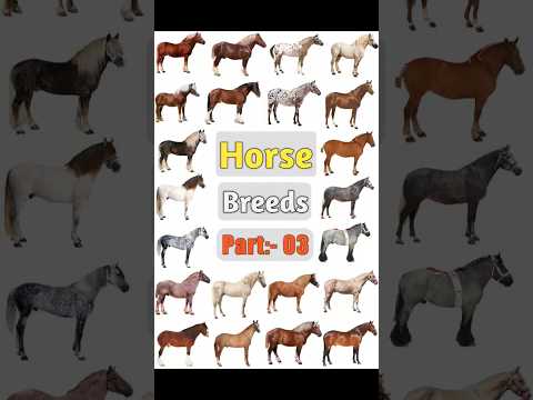 , title : 'Horse Breeds Names ll Part- 03 #horsenames #horses #horsebred #horsebreeds #horsebreedsname'