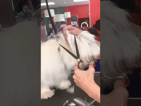 Westie cambio total #perros #peluqueríacanina #cachorro #perritos #westies