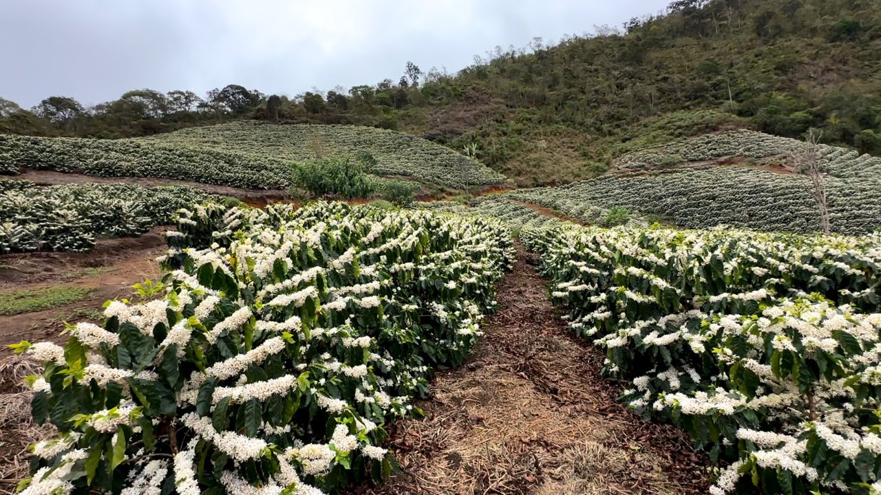FLORADA DE CAFÉ NO INTERIOR DE MINAS