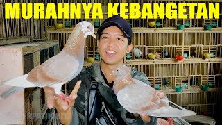Download lagu PENJUAL MERPATI PALING MURAH YANG PERNAH SAYA TEMUI mp3 Download lagu PENJUAL MERPATI PALING MURAH YANG PERNAH SAYA TEMUI mp3
