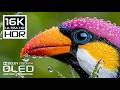 Ultra Massive Details OLED HDR TEST 16K HDR Nature Video Dolby Vision 120FPS 8K 4K Video TV