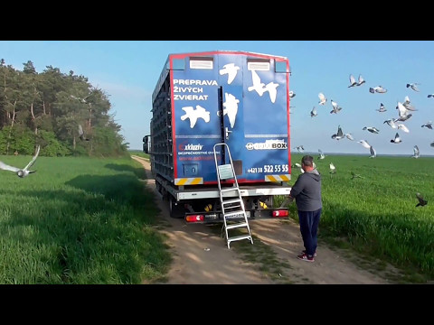 Štart Poštových holubov OZ Zvolen Přimětice 15,05,2017 001