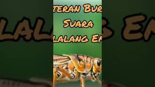 Download lagu masteran belalang emas #muraibatugacor #masteranburung #birdsounds mp3