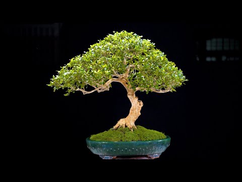 Thọ Bonsai - Số 274 ĐÃ BÁN - Nguyệt Quế Lá Xoắn Bông Chùm hoàn thiện