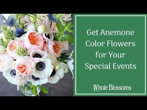 Make Your Venue More Classy by Adding Anemone Color Flowers