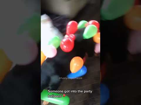 #dogs #pets #funny #fumnyvideos #Funny animals #foryou #Toxi