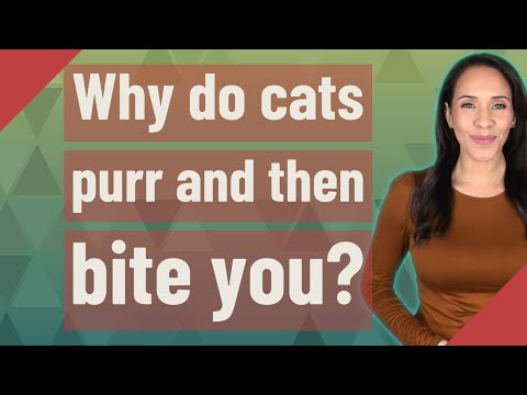 Why do cats purr and then bite you?