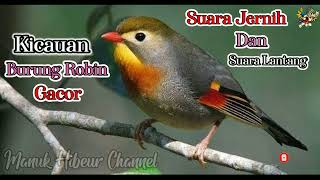Download lagu Kicauan Suara Burung Robin Gacor Dan Lantang#Masteranburungrobin#Robin#Suaraburungrobin mp3