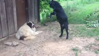 Viral Video UK: Goat annoys dog