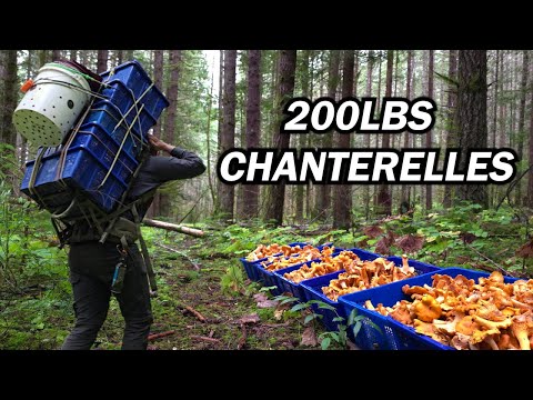 Huge Chanterelle Mushroom Harvest from the Rainforest!