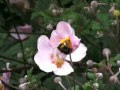 RTE 1 Mooney Goes Wild Butterfly Workshop Radio Interview Wmv
