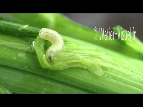 comment traiter naturellement le ver du poireau