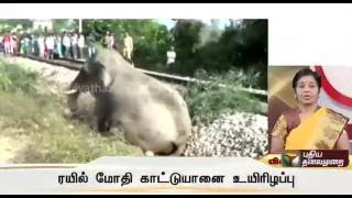 Wild Elephant dies after being hit by train in uttarakhand