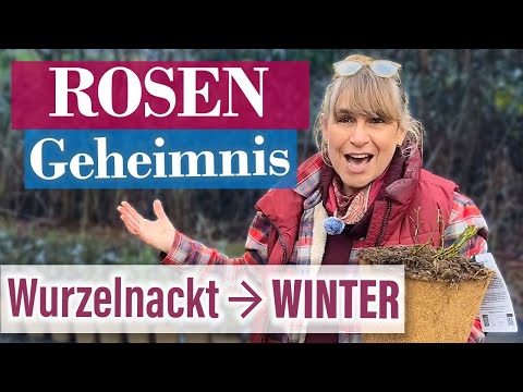 Rose direkt im Topf pflanzen • SCHAU was DANN passiert!