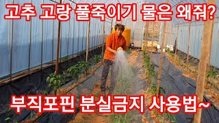 고추고랑 풀없애고 부직포핀(멀칭핀) 사용법과 분실 방지 고추 재배방법 고추관리 고추농사 전원일기 인간극장 주…