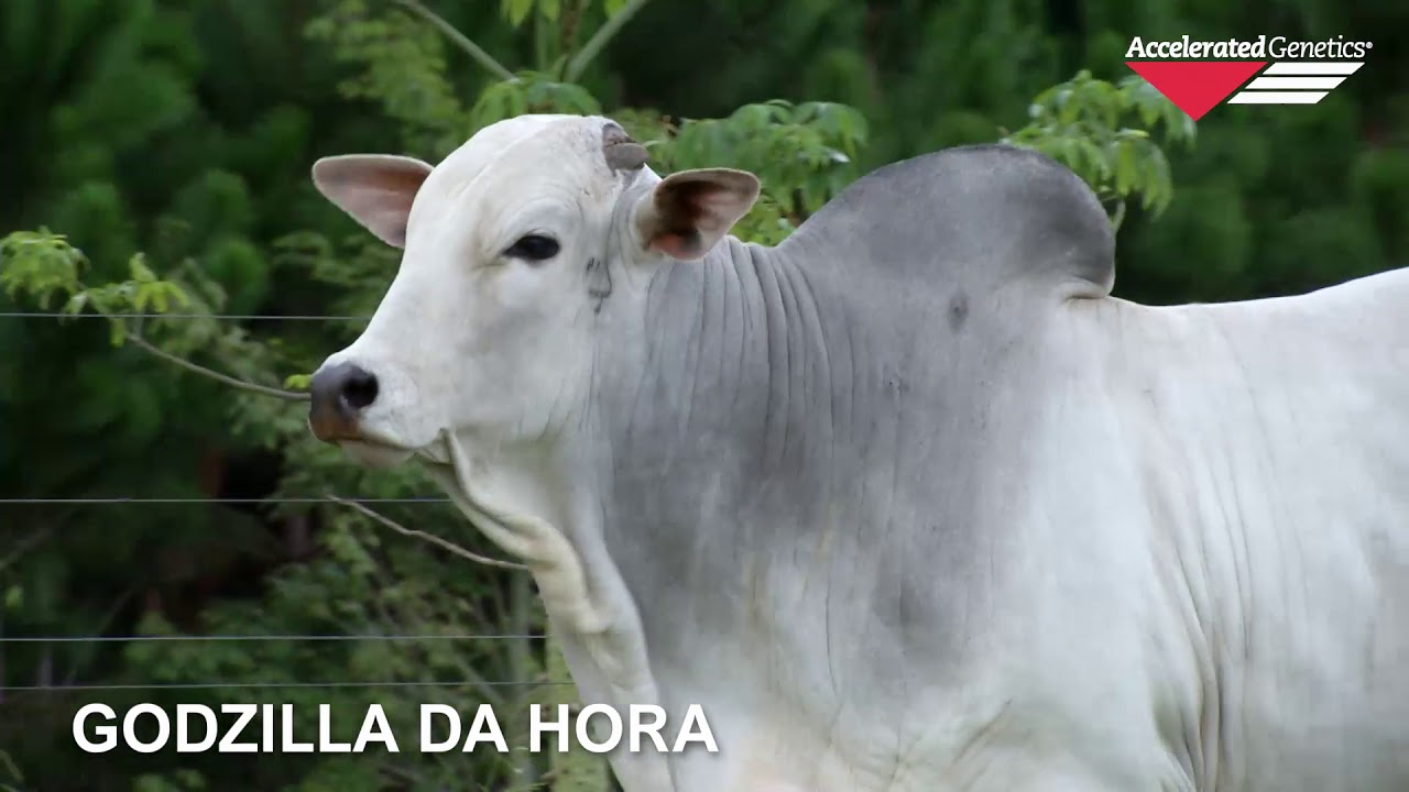Vídeo GODZILLA DA HORA