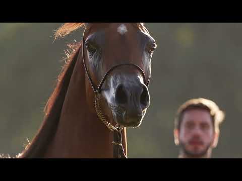 Katara LA (EKS Farouk x Dakota LA) - Haras Cruzeiro