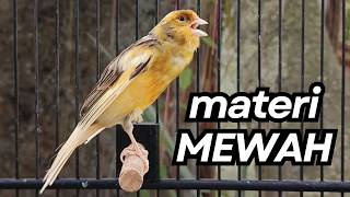 Download lagu Kemewahan Suara Kenari! Baru Putar 10 Detik Kenari Muda Langsung Berani Bunyi Keras! mp3 Download lagu Kemewahan Suara Kenari! Baru Putar 10 Detik Kenari Muda Langsung Berani Bunyi Keras! mp3