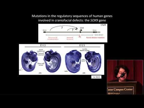 Epigenetic Landscapes and Regulatory Divergence of Human Craniofacial Traits