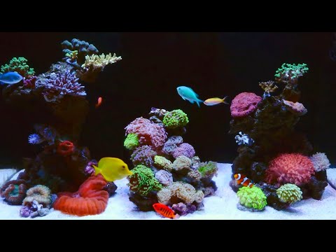 Red Sea Reefer 250 - Rescape 2020 #BRStvReacts