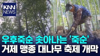 거제 맹종죽순 수확 한창! 전국 80% 생산량 자랑 / KNN