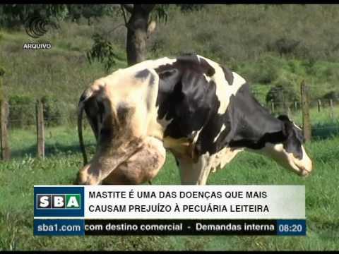 , title : 'Mastite é uma das doenças que mais causam prejuízo à pecuária leiteira - 19/06/2017'