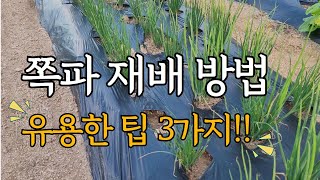 쪽파 재배 및 유용한 팁 3가지!!