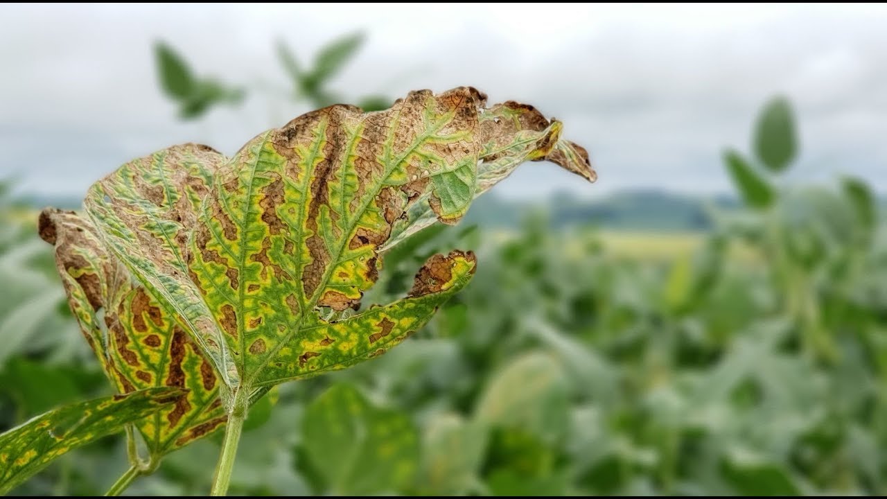 Soja HOJE: Achei que era fitotoxidade!! [erros de diagnose]