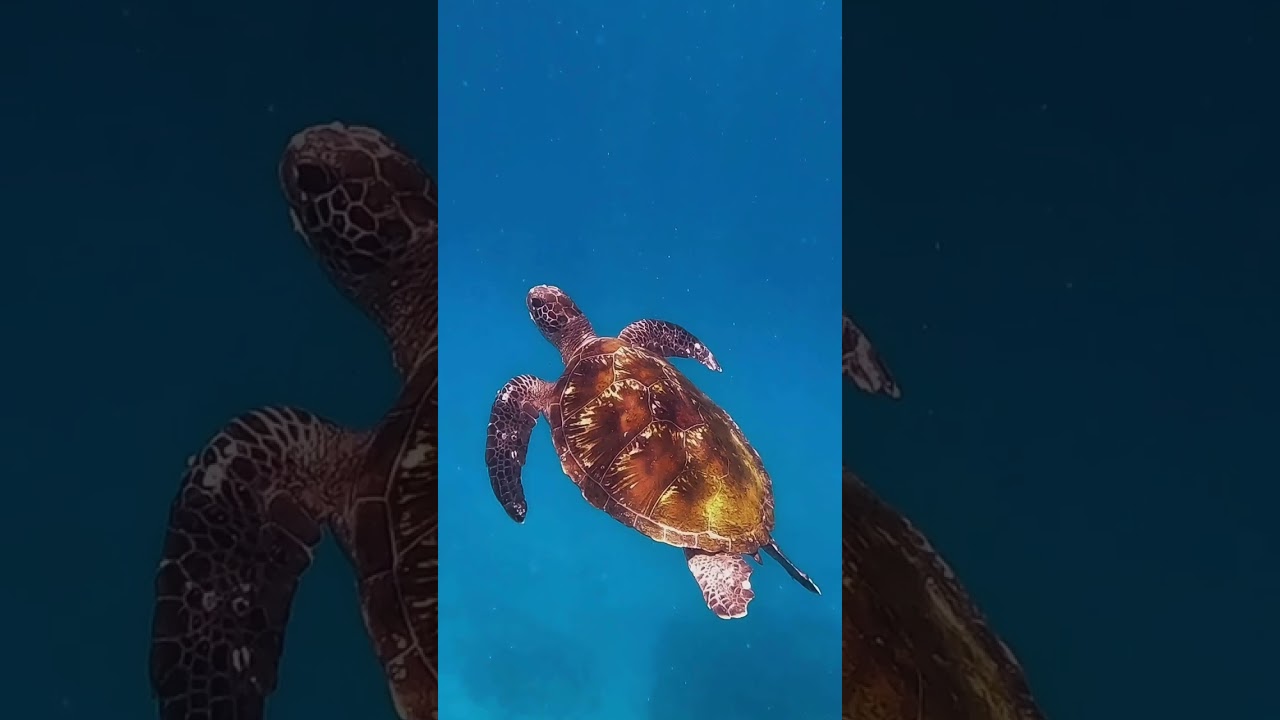 YouTube Short thumbnail