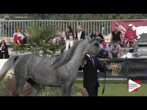 Chantilly 2016 AHO World Cup - CLASS 7