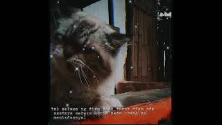 Download lagu Status wa motivasi. JANGANLAH MEREMEHKAN ORANG PENDIAM mp3