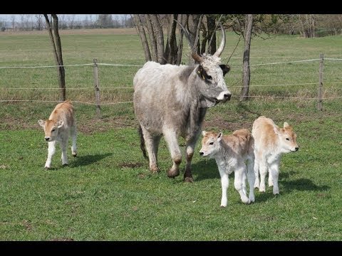 Visszérgyulladás elleni gyógyszerek