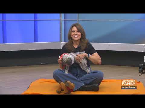 Pets on Parade (Full Episode) January 10, 2026 - YouTube