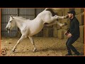 Insane Horse Attack Moments 10 Most Dangerous Human Kicks Ever Caught On Camera
