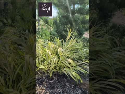 Hakonechloa macra 'Aureola'