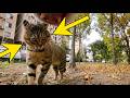 Maxwell The Viral Bully Compilation