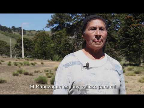 Chumley taiñ mapuzugun
