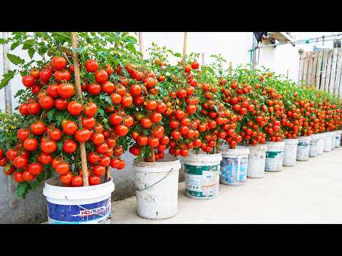 I Didn’t Expect This Many Tomatoes from Container Gardening
