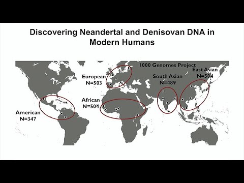 Tales of Human History Told by Neandertal and Denisovan DNA That Persist in Modern Humans