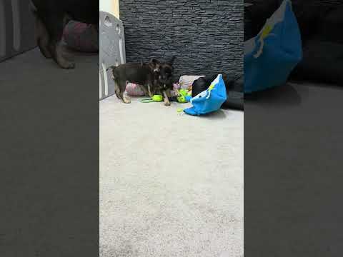 Video 6