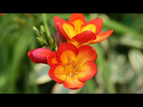 , title : 'Фрезия, съвети за отглеждане #freesia  growing tips #beautiful  #flowers  #relaxing'