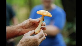 Fungi: The Secret Ingredient to Healthy Trees