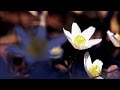 Will Downing - Everything to Me [1080p HD]