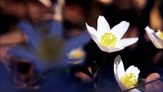 Will Downing - Everything to Me [1080p HD]