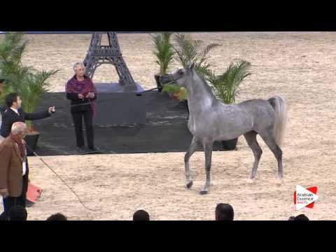 N.103 EKS MANSOUR - Paris 2015 - Colts 2-3 years old (Class CM5 B)