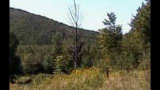 Cowboy Junkies &quot;My Wild Child&quot;