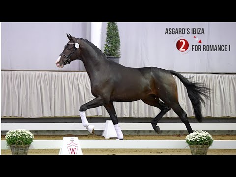 Westf. Hauptkörung Reitpferdehengste 2020: 02 Asgard's Ibiza - For Romance I - Wolkentanz II