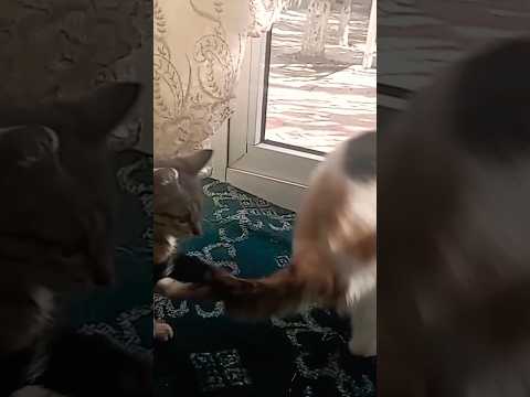 #cute #catvideo #youtubeshorts 🐈‍⬛🐈🥳
